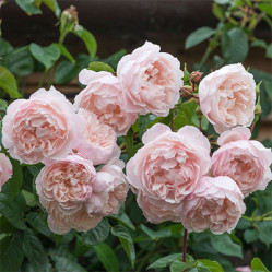 Роза англ. парковая Дженерос Гарденер Поиск