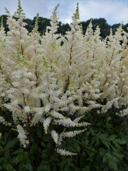 Астильба Арендса Хэппи Спирит (1шт./уп.) (Солн.сад)