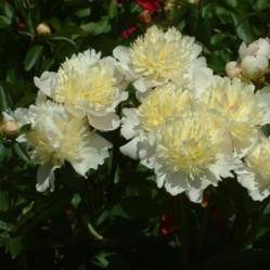 Пион молочноцветковый Лаура Десерт (Солн. сад)