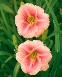 Лилейник гибр. Литтл Анна Роза (1шт./уп.) (Солн.сад)