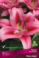 Лилия Пепл Кинг (от-гибр.) 14/16 (2шт./уп.) (Солн.сад)