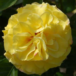 Роза парк. Рейн Лючия Поиск