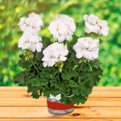 Пеларгония зональная Galaxy White (P12)