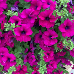 Петуния Surfinia Giant Purple (P9)