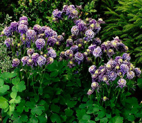 Аквилегия обыкн. Винки Дабл Блу энд Вайт (1шт./уп.) (Солн.сад)