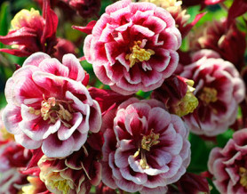 Аквилегия обыкн. Винки Дабл Ред энд Вайт (1шт./уп.) (Солн.сад)