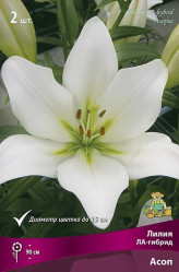 Лилия Асоп (ла-гибр.) 14/16 (2шт./уп.) (Солн.сад)