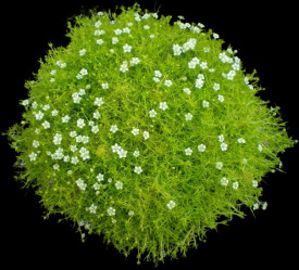 Мшанка Мoss Lime (P9/12)