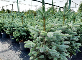 Ель колючая Супер Блю (40/50, c7,5)