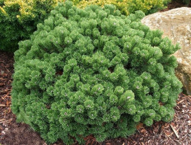 Сосна горная Шервуд Компакт (15/20, c5)