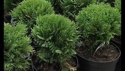 Центр Садовода о хвойных