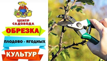 ОСЕННЯЯ ОБРЕЗКА ПЛОДОВО-ЯГОДНЫХ КУЛЬТУР
