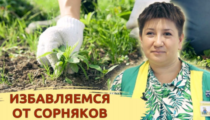 ИЗБАВЛЯЕМСЯ ОТ СОРНЯКОВ! ИСПОЛЬЗУЙТЕ ЭТИ ПРЕПАРАТЫ И СОРНЯКИ ИСЧЕЗНУТ!