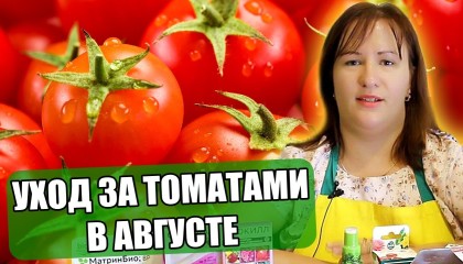 УХОД ЗА ТОМАТАМИ В АВГУСТЕ! НЕ ЗАБУДЬТЕ СДЕЛАТЬ ЭТО В ТЕПЛИЦЕ И В ОТКРЫТОМ ГРУНТЕ!