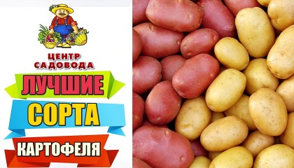 ЛУЧШИЕ СОРТА КАРТОФЕЛЯ 2022 ГОДА! 