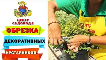 ОБРЕЗКА ДЕКОРАТИВНЫХ КУСТАРНИКОВ: сроки и правильная обрезка