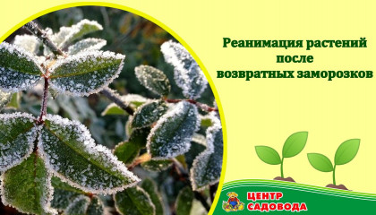 Возвратные весенние заморозки. КАК ПОМОЧЬ РАСТЕНИЯМ?