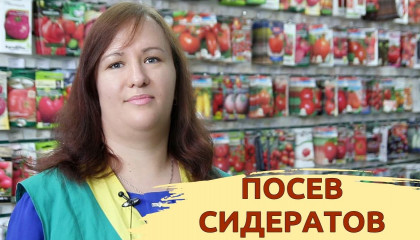 ПОСЕВ СИДЕРАТОВ. КАКАЯ ОТ НИХ ПОЛЬЗА?