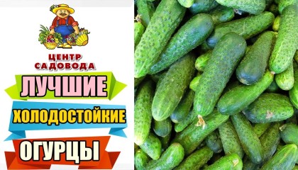 САЖАЙТЕ ЭТИ ХОЛОДОСТОЙКИЕ ОГУРЦЫ! МОРОЗЫ БУДУТ НЕ СТРАШНЫ