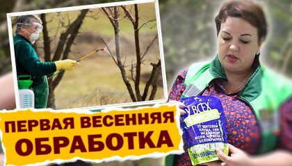 Весенняя обработка вашего сада от вредителей и болезней: чем обрабатывать?