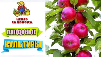 ПЛОДОВЫЕ и ЯГОДНЫЕ КУЛЬТУРЫ. В чем их главные преимущества?