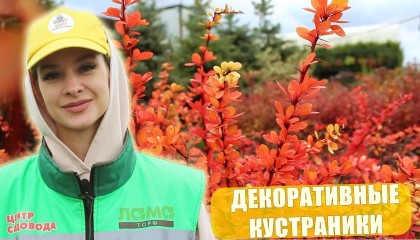 Декоративные кустарники, которыми ВЫ УКРАСИТЕ СВОЙ САД