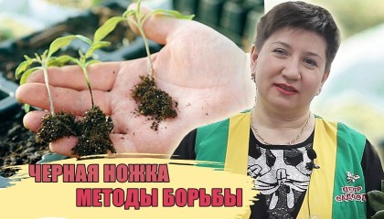 ЧЕРНАЯ НОЖКА У РАСТЕНИЙ. КАК БОРОТЬСЯ?