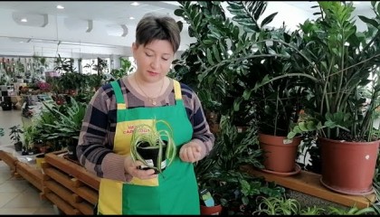 Новое поступление комнатных и цветущих растений!