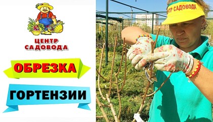 ОБРЕЗКА ГОРТЕНЗИЙ ОСЕНЬЮ и ВЕСНОЙ: как правильно обрезать