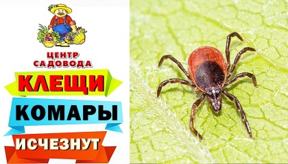 КЛЕЩИ и КОМАРЫ: как защитить себя и свою территорию