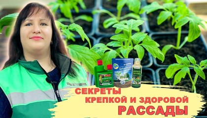 КРЕПКАЯ И ЗДОРОВАЯ РАССАДА? ЛЕГКО! РАСКРЫВАЕМ ВСЕ СЕКРЕТЫ!