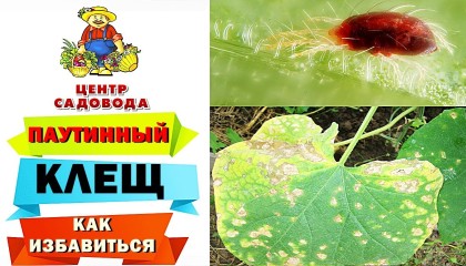 ПАУТИННЫЙ КЛЕЩ НА ОГУРЦАХ: как избавиться РАЗ и НАВСЕГДА