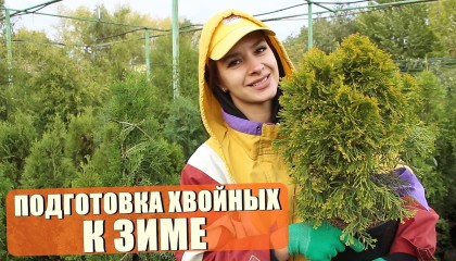 Готовим ХВОЙНЫЕ к зиме! Чем подкормить? Чем укрывать?