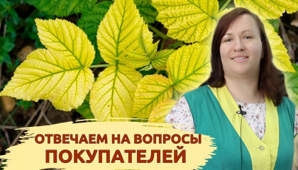 Хлороз? Гоммоз? Вредители? Решим проблему! Отвечаем на вопросы покупателей