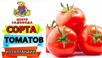 Голландские сорта и гибриды ТОМАТОВ. Обзор