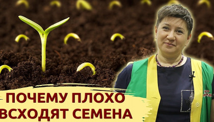 Плохая всхожесть семян: что делать?