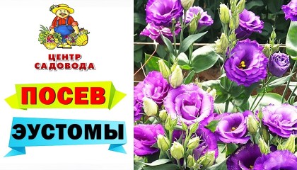 ПОСЕВ ЭУСТОМЫ: выбор семян, особенности и хитрости