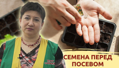 ПРОВЕРЯЕМ СЕМЕНА И ГОТОВИМ ИХ К ПОСЕВУ: ЧТО НУЖНО ЗНАТЬ?