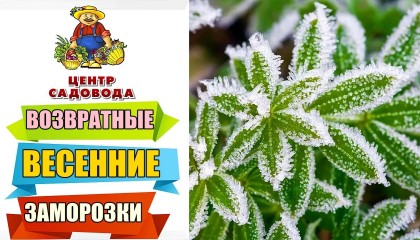 ВОЗВРАТНЫЕ ВЕСЕННИЕ ЗАМОРОЗКИ! Как уберечь растения?