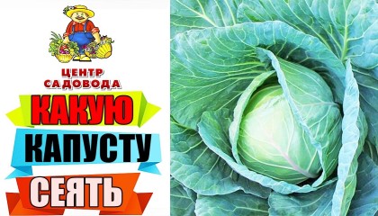 КАПУСТА! ЛУЧШИЕ СОРТА И ГИБРИДЫ 2022! ОБРАТИТЕ ВНИМАНИЕ
