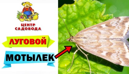 ЛУГОВОЙ МОТЫЛЁК. Как с ним бороться? МЕТОДЫ БОРЬБЫ