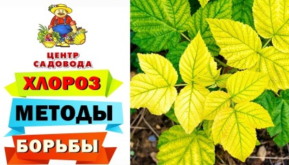 ХЛОРОЗ РАСТЕНИЙ: ЭФФЕКТИВНЫЕ МЕТОДЫ БОРЬБЫ С ХЛОРОЗОМ!