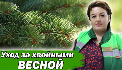 ОЖОГИ НА ХВОЙНЫХ? ЕСТЬ РЕШЕНИЕ КАК ИСПРАВИТЬ!