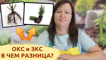 САЖЕНЦЫ ОКС и ЗКС: В чем разница?