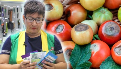Вершинная гниль на томатах? Мы знаем, как бороться с ней!