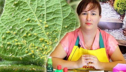 Вредители на огурцах: ЧТО ДЕЛАТЬ? Препараты против тлич, паутинного клеща и трипсов