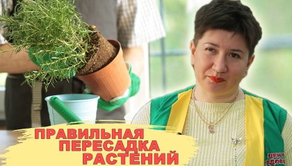 Пересаживаем комнатные растения правильно! Советы по выбору грунта и горшка