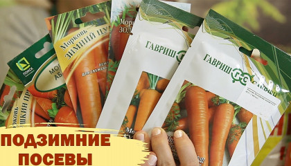 ПОДЗИМНИЕ ПОСЕВЫ УЖЕ НАЧИНАЮТСЯ