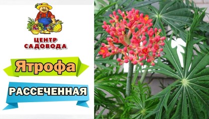 Ятрофа рассечённая - великолепное комнатное растение