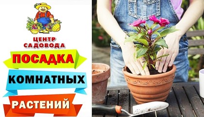 КАК ПОСАДИТЬ И ВЫРАСТИТЬ КОМНАТНЫЕ РАСТЕНИЯ ИЗ СЕМЯН
